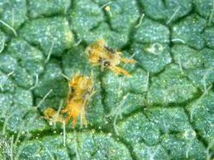 uploads/images/pest/musk red spider mite.jpg